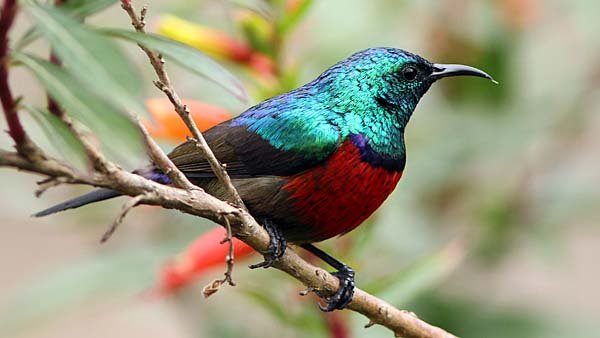 nyungweforestbords